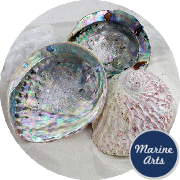 8615-3Pk - Abalone (Paua) Shells - 3 Pack